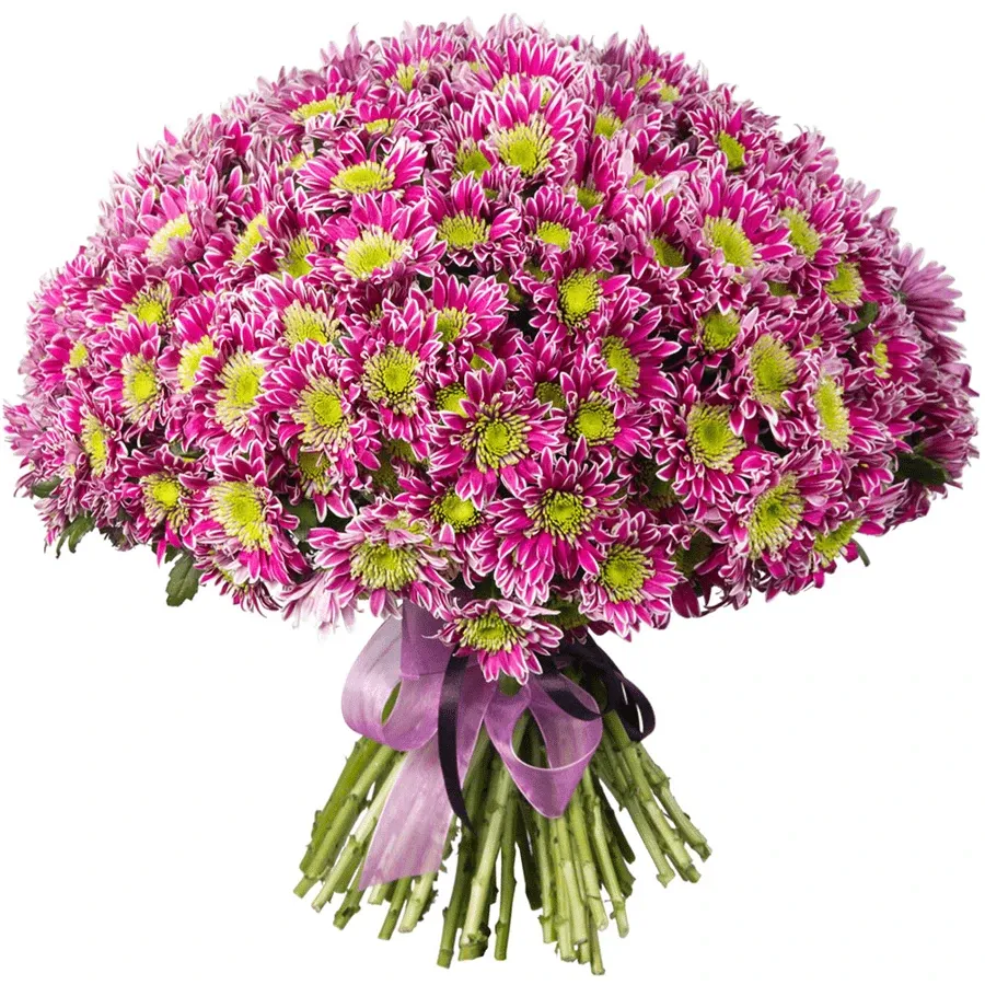 Хризантемы кустовые фиолетовые